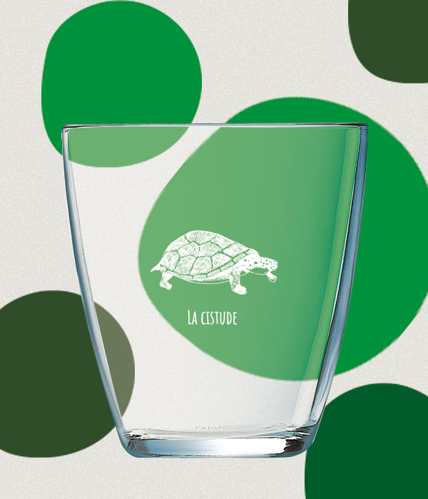 verre-concepto-tortue1